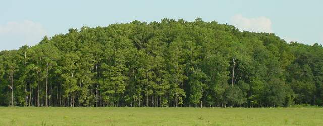 cypress dome