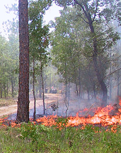 fire at Ordway-Swisher Preserve