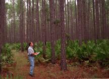 pine flatwoods