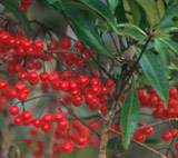 Ardisia