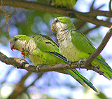 Monk Parakeets