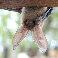 Bat Hanging