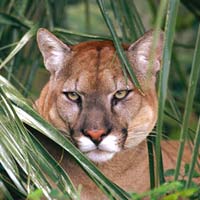Florida Wildlife Extension at UF/IFAS