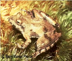 Northern Cricket Frog