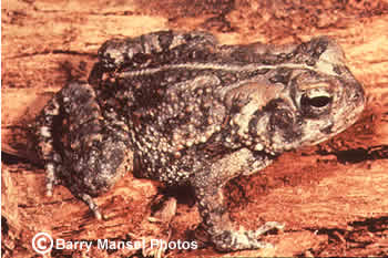 Fowler's Toad