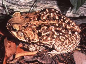 Giant Toad