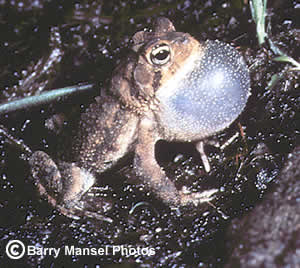 Southern Toad