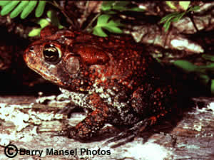 Southern Toad