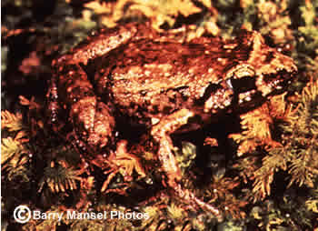 Greenhouse Frog