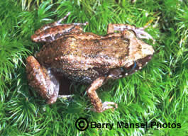 Greenhouse Frog