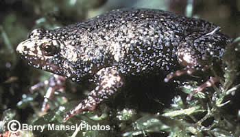 Eastern Narrowmouth Toad