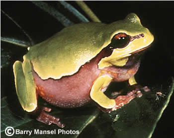 Pine Barrens Treefrog