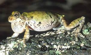 Western Bird-voiced Treefrog