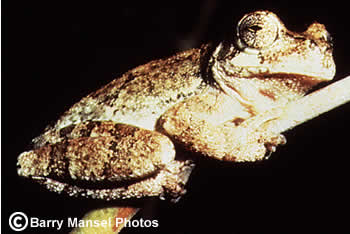 Western Bird-voiced Treefrog