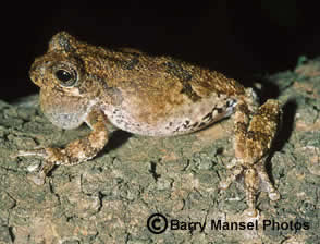 Western Bird-voiced Treefrog