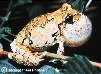 Gray Treefrog