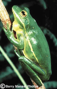 Green Treefrog