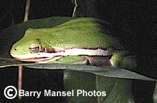 Green Treefrog