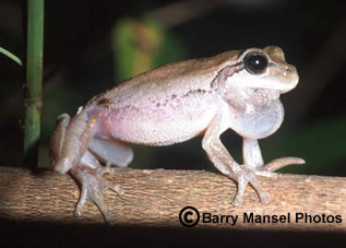 Pinewoods Treefrog