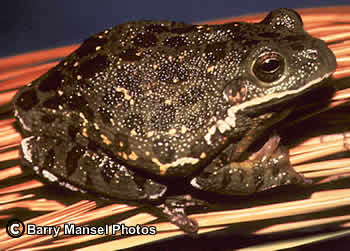 Barking Treefrog