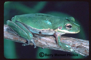 squirrel tree frog call