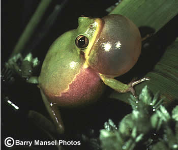 Squirrel Treefrog