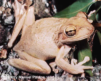 Cuban Treefrog