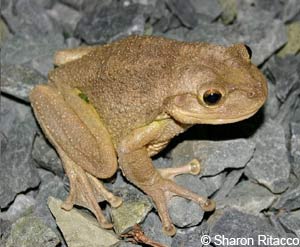 Cry Baby Frog!  You won't believe the sounds it makes