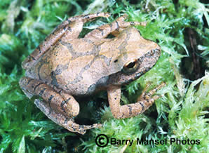 Southern Spring Peeper