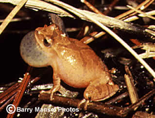 Southern Spring Peeper