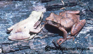 Northern & Southern Spring Peepers