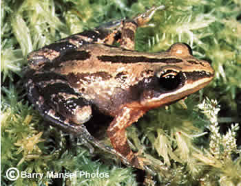 Southern Chorus Frog