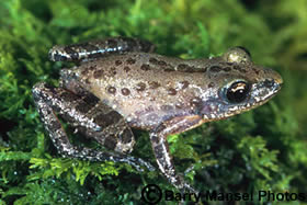 Florida Chorus Frog