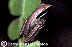 Little Grass Frog (Pseudacris ocularis) 