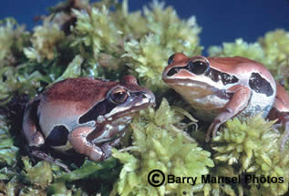 Ornate Chorus Frog