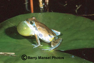 Ornate Chorus Frog