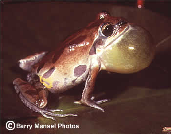 Ornate Chorus Frog