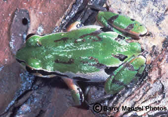 Ornate Chorus Frog