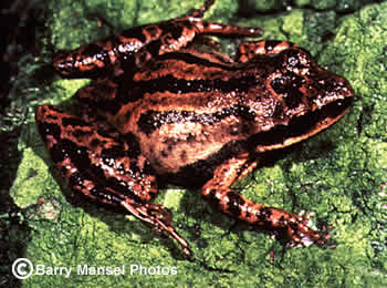 Upland Chorus Frog