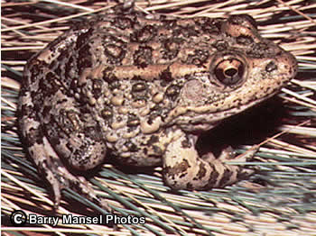 Florida Gopher Frog