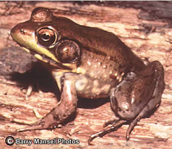 Bronze Frog