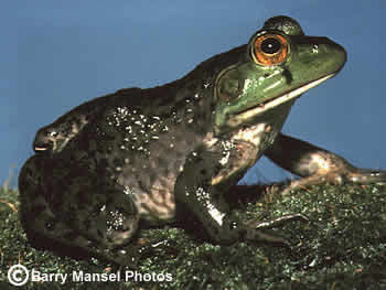 Florida Wildlife Extension at UF/IFAS