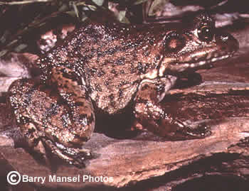 River Frog