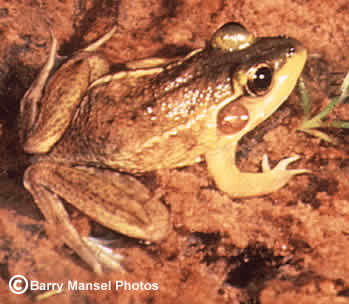 Florida Bog Frog