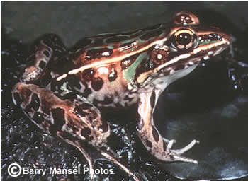 Why do leopard frogs come in two colors?, Colorado Arts and Sciences  Magazine