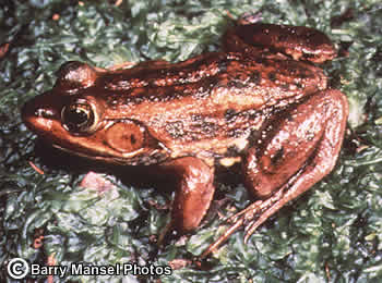 Carpenter Frog