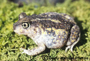 Spadefoot Toad