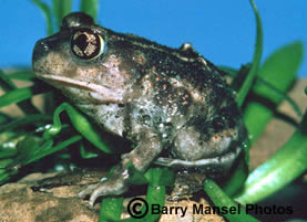 Spadefoot Toad