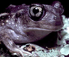 Spadefoot Toad