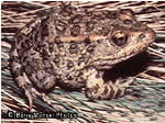 Florida Gopher Frog